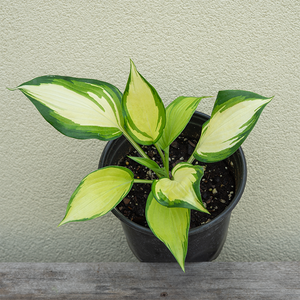 Hosta 'My Fair Lady' G01