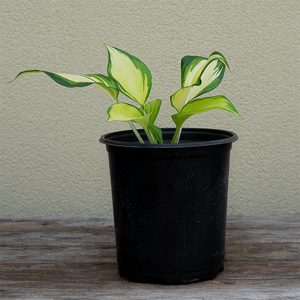 Hosta 'My Fair Lady' G01
