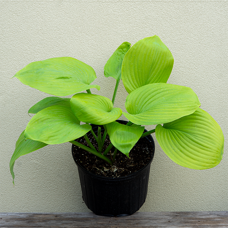 Hosta 'Sum & Substance' #3
