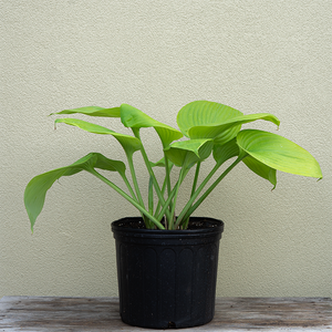 Hosta 'Sum & Substance' #3