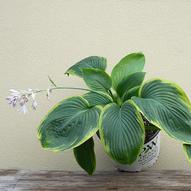 Hosta 'Wu-La-La' #3