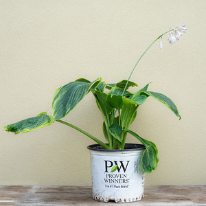 Hosta 'Wu-La-La' #3
