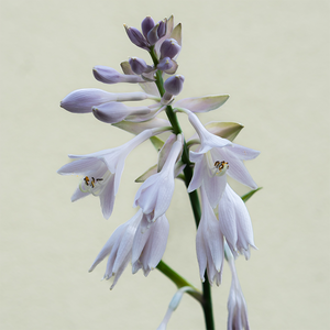 Hosta 'Wu-La-La' #3