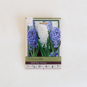 Hyacinth 'Delft Blue Mixture' Bulb Pk/5