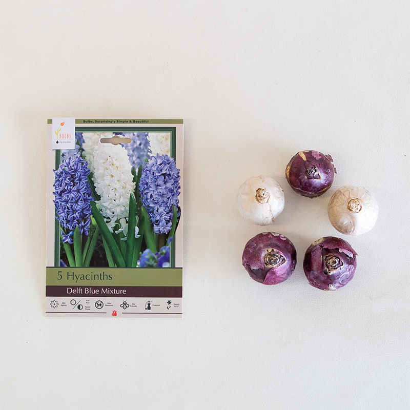 Hyacinth 'Delft Blue Mixture' Bulb Pk/5