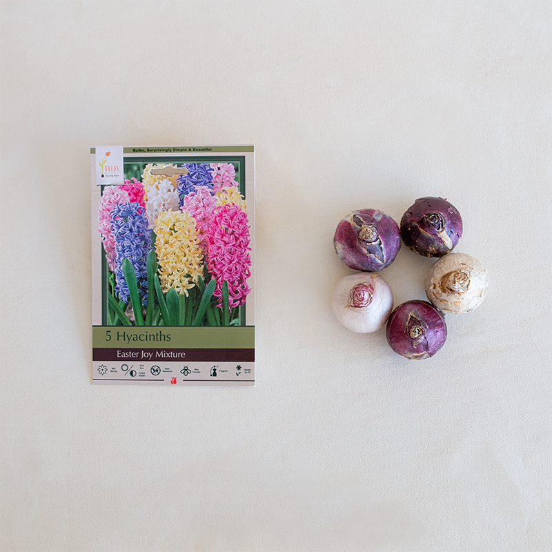 Hyacinth 'Easter Joy Mixture' Bulb Pk/5