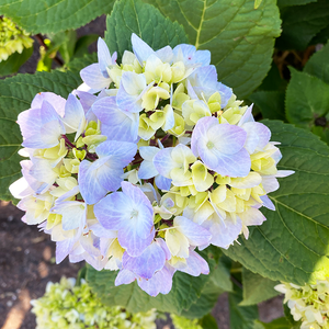 Hydrangea mac 'Blue Enchantress'