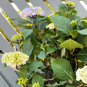 Hydrangea mac 'Blue Enchantress'