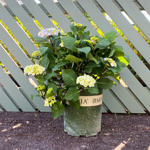 Hydrangea mac 'Blue Enchantress'