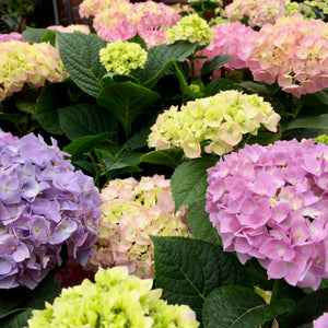Hydrangeas 101