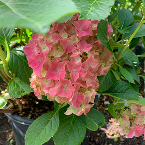 Hydrangea mac 'Glowing Embers'