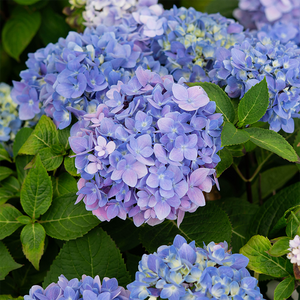 Hydrangea mac 'Blue Enchantress'