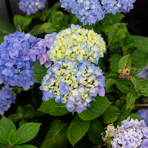 Hydrangea mac 'Blue Enchantress'
