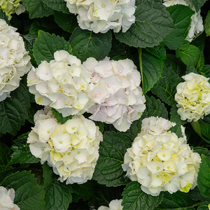 Hydrangea mac 'Cape Lookout'