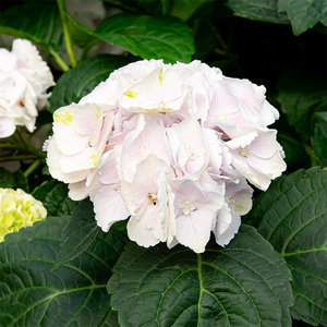 Hydrangea mac 'Cape Lookout'