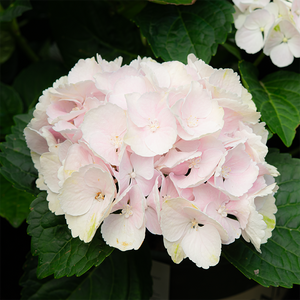 Hydrangea mac 'Cape Lookout'