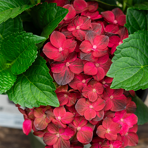Hydrangea mac 'Centennial Ruby'