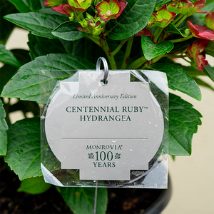 Hydrangea mac 'Centennial Ruby'