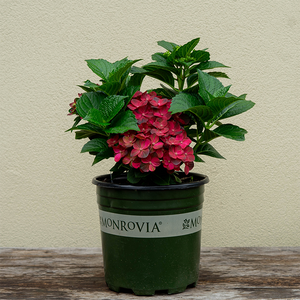 Hydrangea mac 'Centennial Ruby'
