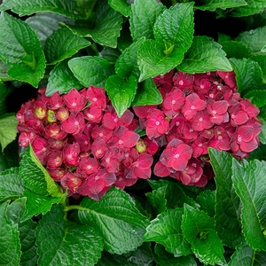 Hydrangea mac 'Centennial Ruby'