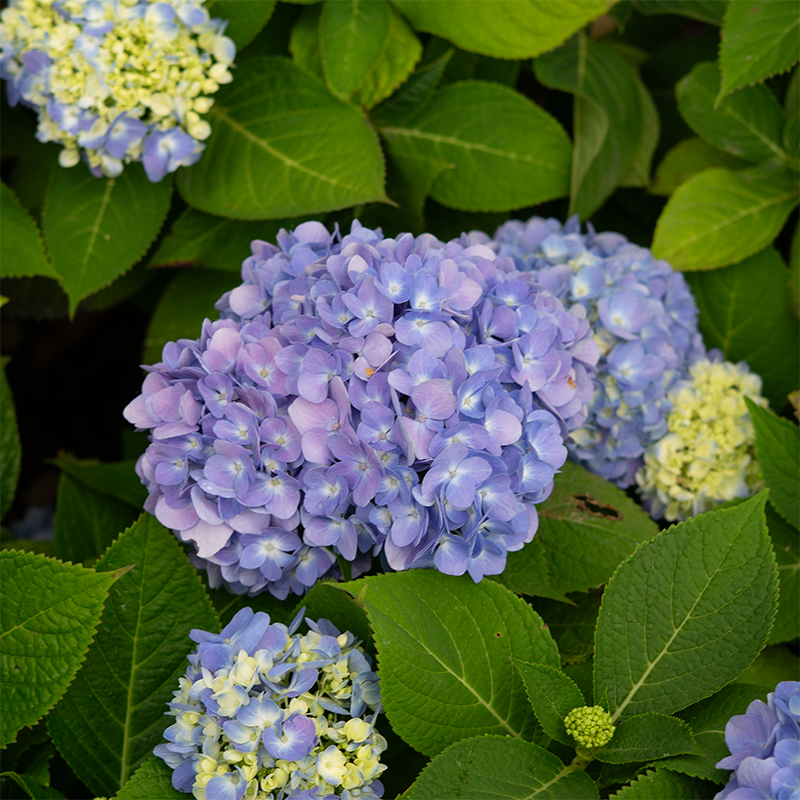 Hydrangea mac 'Endless Summer'