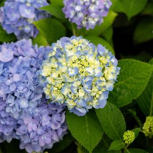 Hydrangea mac 'Endless Summer'