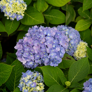 Hydrangea mac 'Endless Summer'