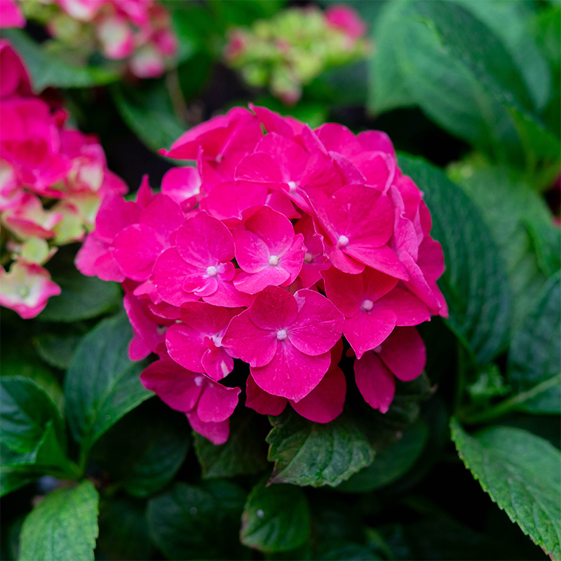 Hydrangea mac 'Fuchsia Glow'