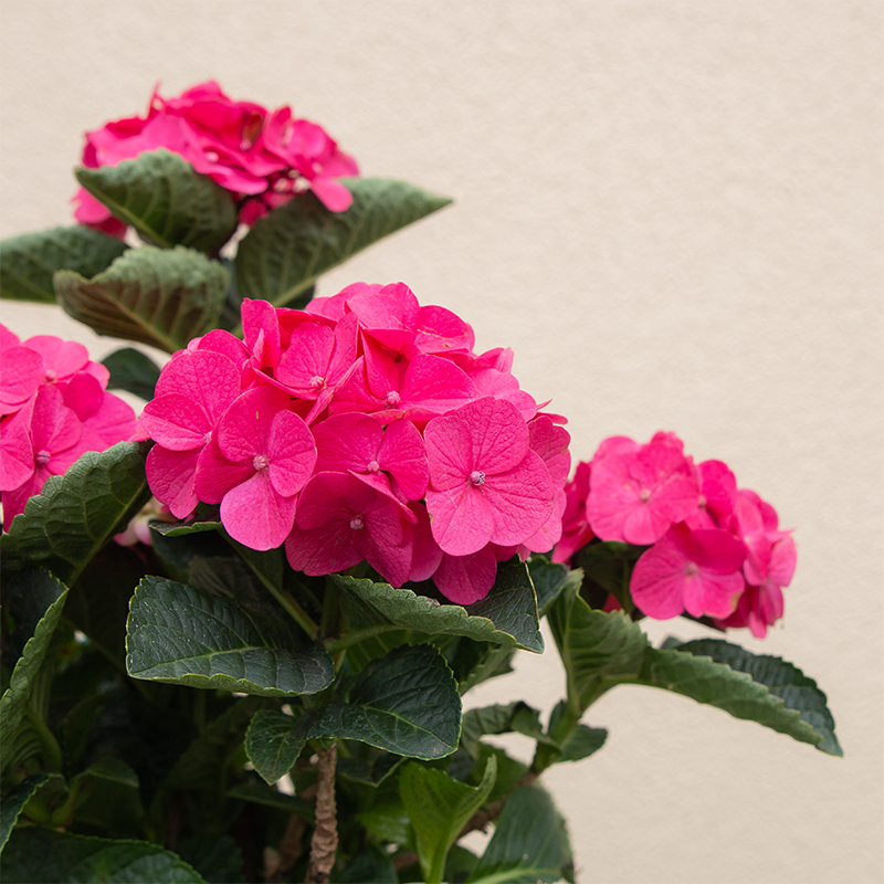 Hydrangea mac 'Martha's Vineyard'