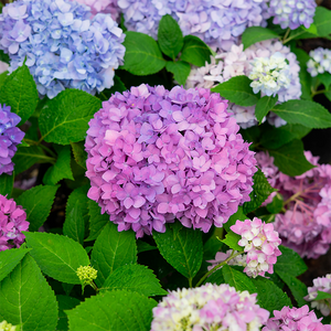 Hydrangea mac 'Nantucket Blue'