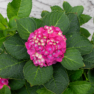Hydrangea mac 'Newport'