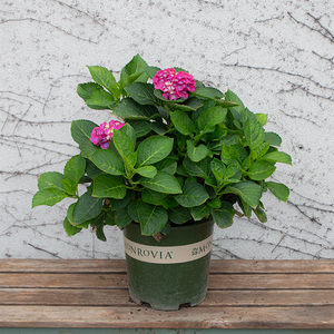 Hydrangea mac 'Newport'