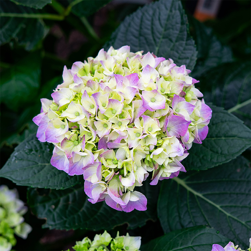 Hydrangea mac 'Newport'
