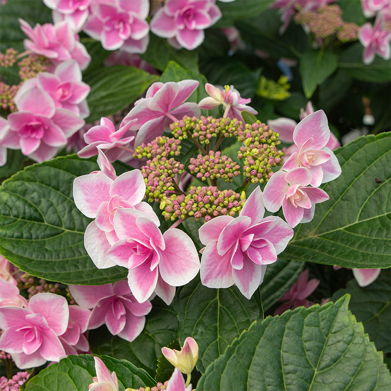 Hydrangea mac 'Star Gazer'