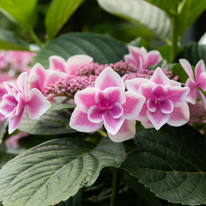 Hydrangea mac 'Star Gazer'