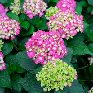 Hydrangea mac 'Summer Crush'