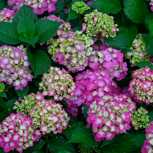 Hydrangea mac 'Summer Crush'