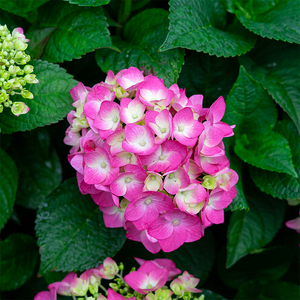 Hydrangea mac 'Summer Crush'