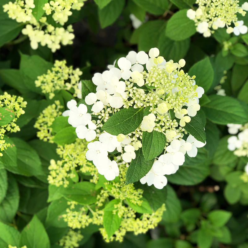 Hydrangea pan 'Little Quick Fire'