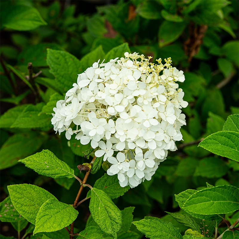 Hydrangea pan 'Bobo'
