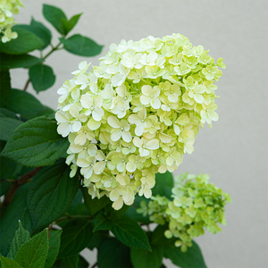 Hydrangea pan 'Little Lime Punch'