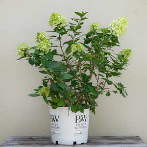 Hydrangea pan 'Little Lime Punch'