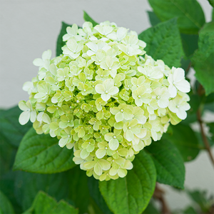 Hydrangea pan 'Little Lime Punch'