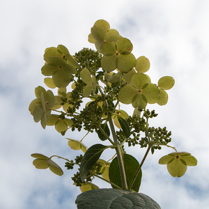 Hydrangea pan 'Quick Fire' #7 Standard