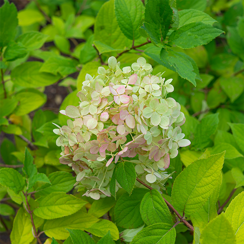 Hydrangea pan 'Strawberry Shake'