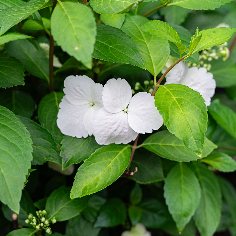 Hydrangea x 'Fairytrail Bride'