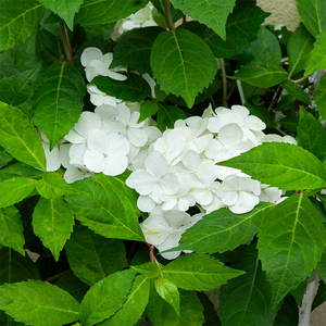 Hydrangea x 'Fairytrail White'
