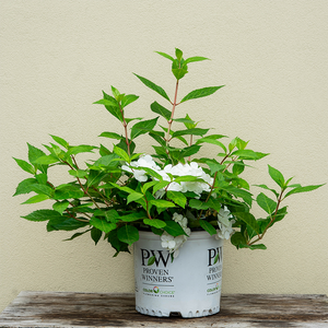 Hydrangea x 'Fairytrail White'