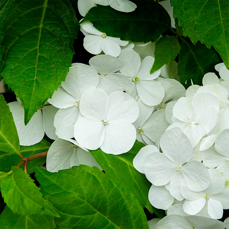 Hydrangea x 'Fairytrail White'