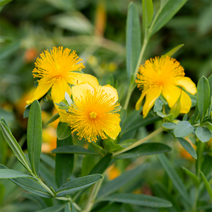 Hypericum fron 'Sunburst'